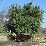 Terramater * נוטו