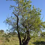 Terramater נוטו