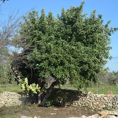 Terramater * Noto