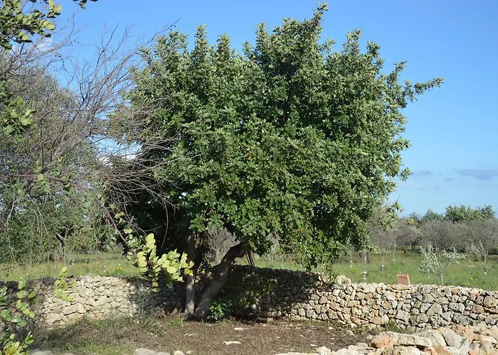 Terramater * נוטו