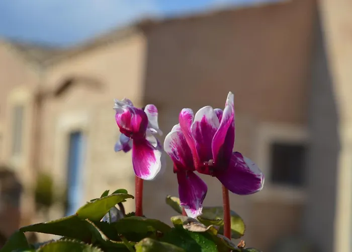 Terramater 农家乐 *